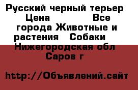 Русский черный терьер › Цена ­ 35 000 - Все города Животные и растения » Собаки   . Нижегородская обл.,Саров г.